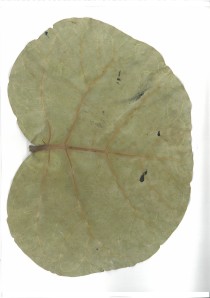 Original Leaf